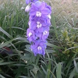 Meet your Posher, Betty